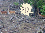 �L�����I